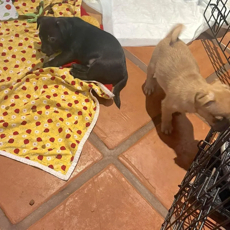 A baby small-sized male Black Chihuahua dog named Gizmo for adoption in Corpus Christi, TX