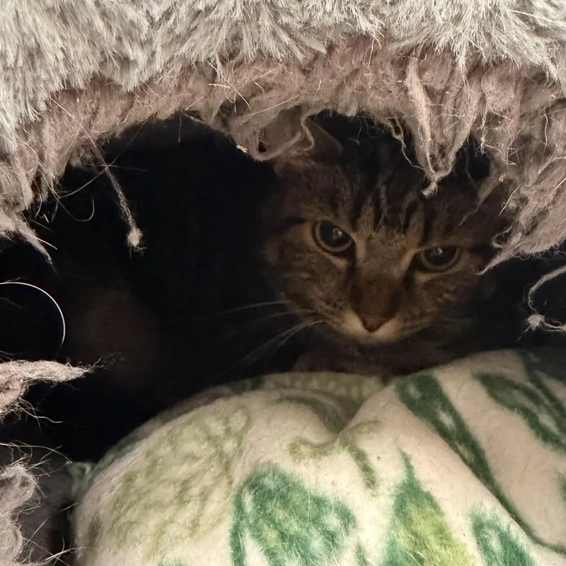 An adult medium-sized female Gray / Blue / Silver Domestic Short Hair cat named Lila for adoption in East Smithfield , PA