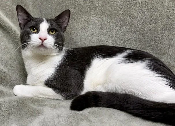 An adult medium-sized male Gray & White Domestic Short Hair cat named Jax for adoption in Miller Beach, IN