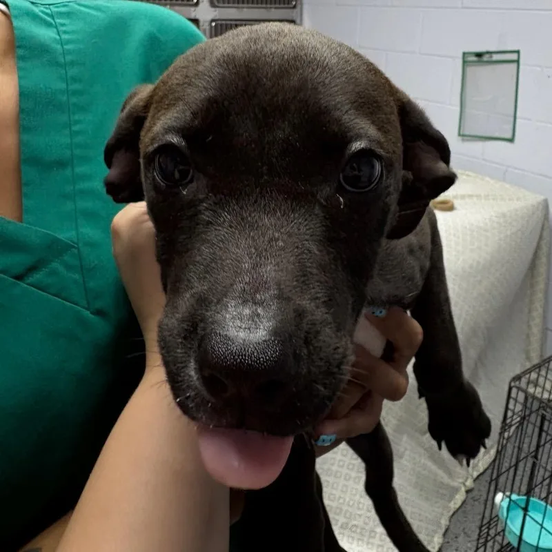 A baby medium-sized female Black Mixed Breed dog named Frauk for adoption in Middleburg, FL
