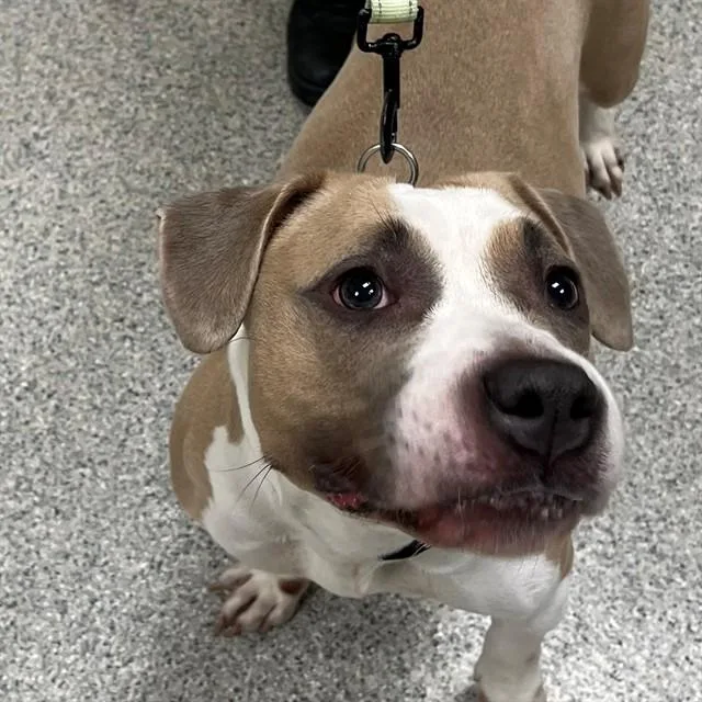 An adult medium-sized female Staffordshire Bull Terrier dog named Fendi for adoption in Naples, FL