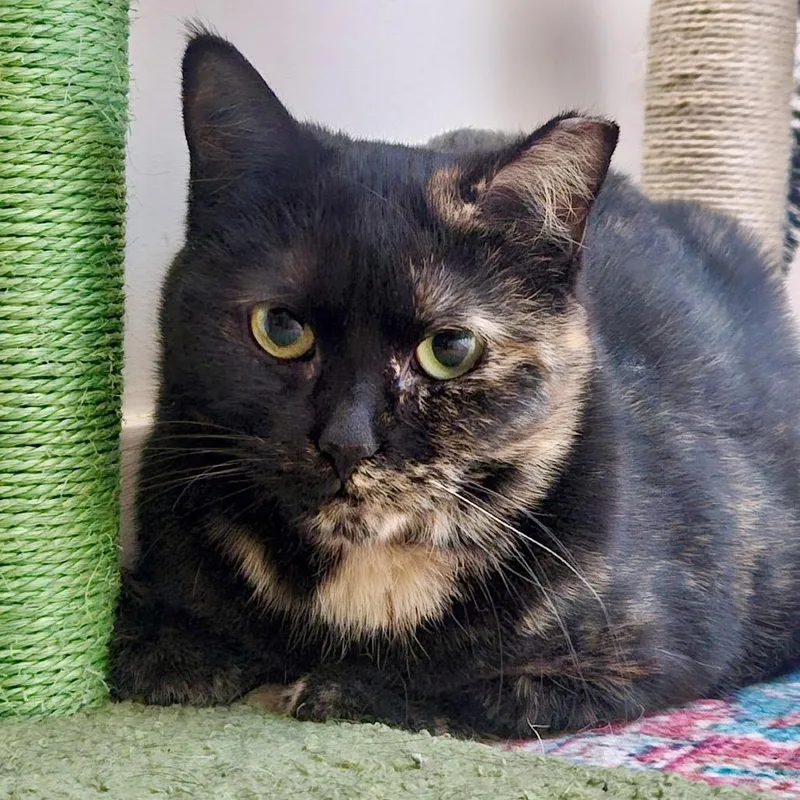 An adult small-sized female Tortoiseshell Domestic Short Hair cat named Petunia for adoption in Gibsonia, PA