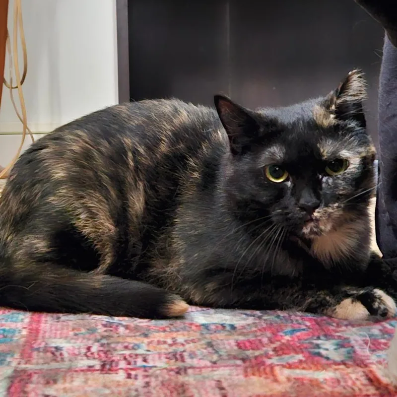 Petunia thumbnail 4