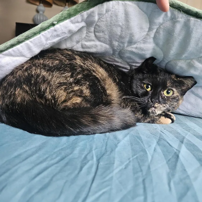 Petunia thumbnail 5