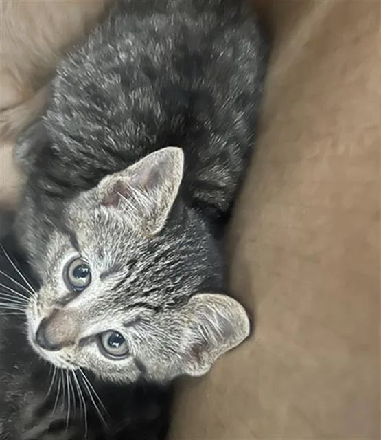 A baby medium-sized male Domestic Short Hair cat named Gray for adoption in Dallas, TX