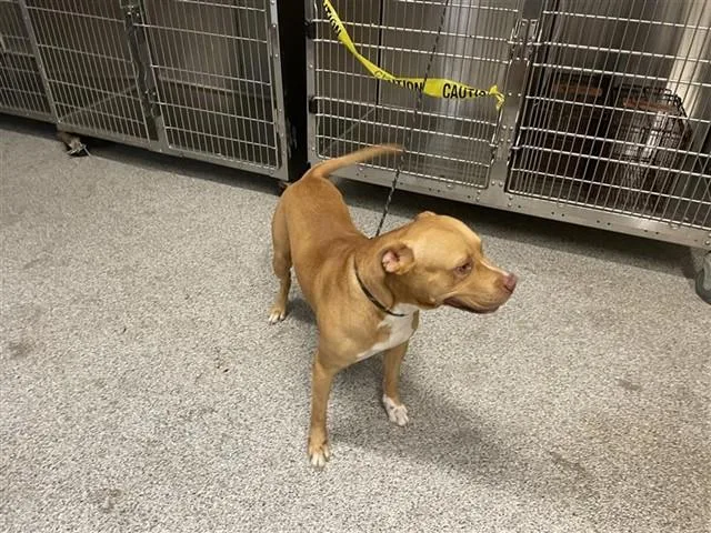 An adult medium-sized male Pit Bull Terrier dog named A for adoption in Houston, TX