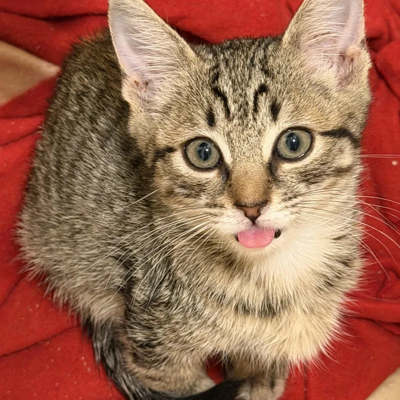 A baby medium-sized male Domestic Short Hair cat named Leo for adoption in Long Valley, NJ