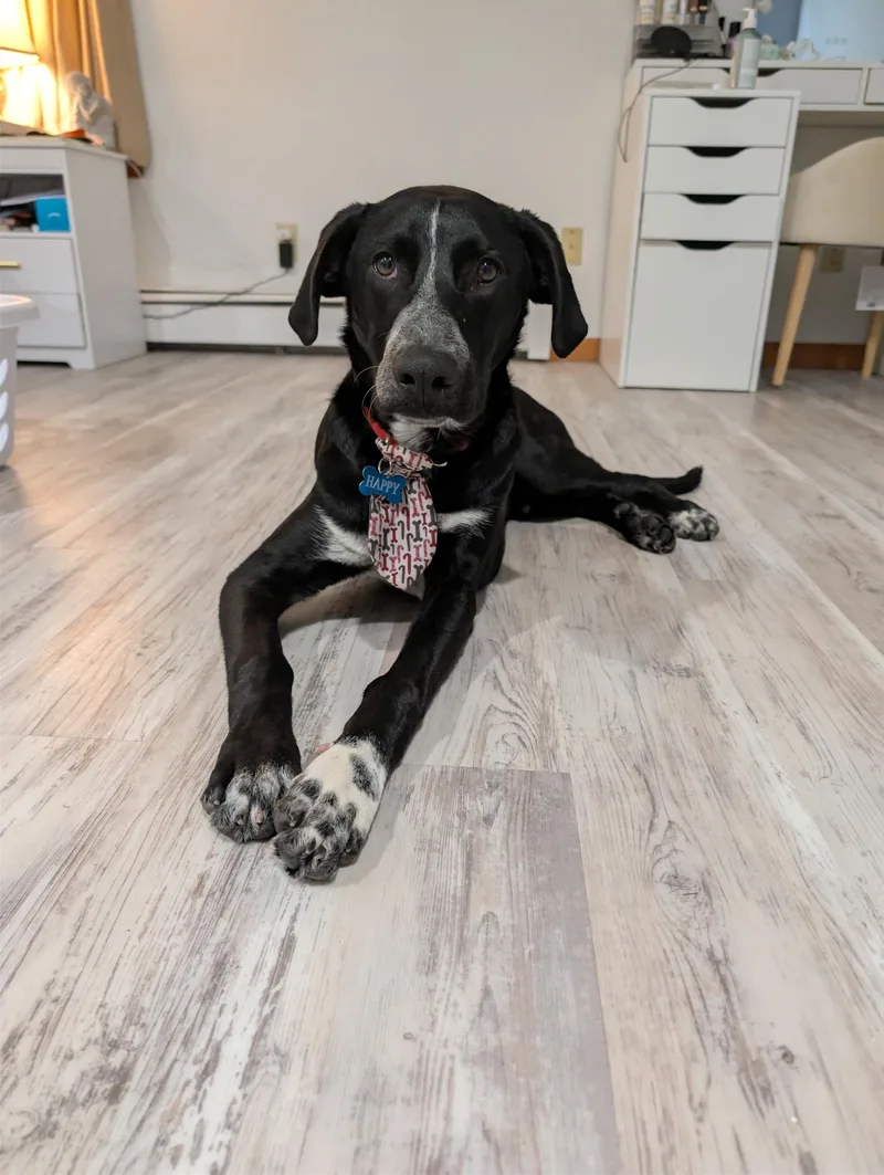 A young large-sized male Black Dalmatian dog named Happy for adoption in tannersville, PA