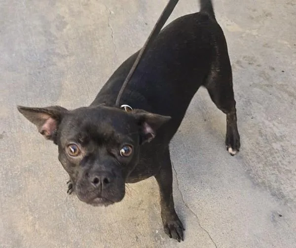 A young small-sized female Chihuahua dog named Daphne for adoption in Oceanside, CA