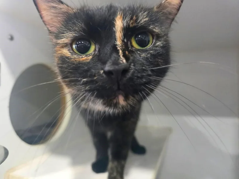 An adult medium-sized female Tortoiseshell cat named Peppermint Patty for adoption in Greensburg, PA