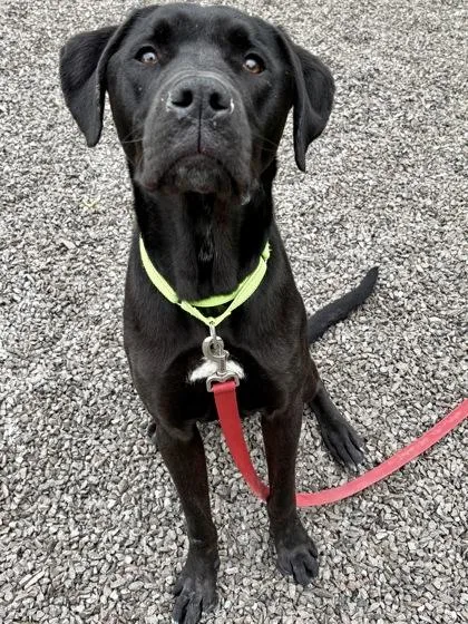 An adult large-sized male Mixed Breed dog named Cooper for adoption in Cincinnati, OH