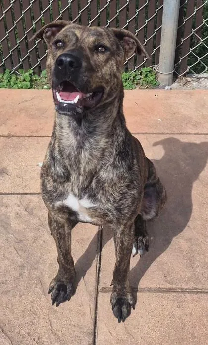 A young medium-sized female Terrier dog named Brindley for adoption in Shreveport, LA