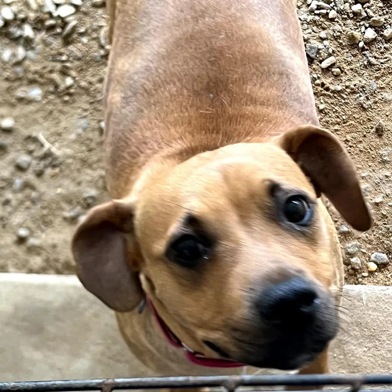 An adult medium-sized female Brown / Chocolate Mixed Breed dog named Hope for adoption in LOXAHATCHEE, FL