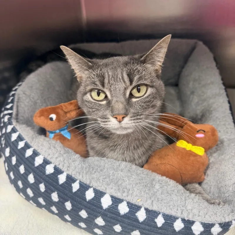 An adult medium-sized female Gray / Blue / Silver Domestic Short Hair cat named Dallas for adoption in Newark, NJ