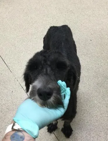 A young large-sized female Poodle dog named Matilda for adoption in Riverside, CA