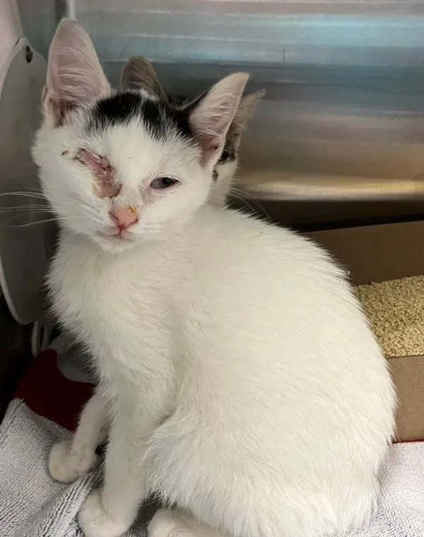 A baby small-sized male Domestic Short Hair cat named Graphite for adoption in Staten Island, NY