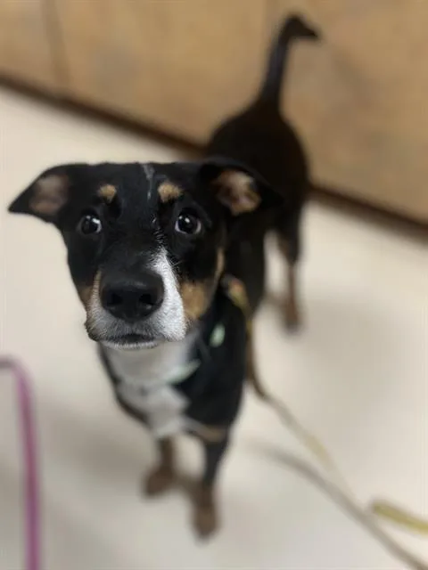 A young medium-sized male German Shepherd Dog dog named Duke for adoption in Aliquippa, PA