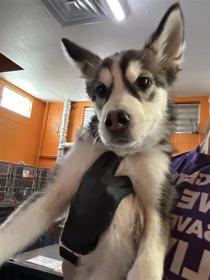 A baby medium-sized male Black Husky dog named Pinto Bean for adoption in El Paso, TX