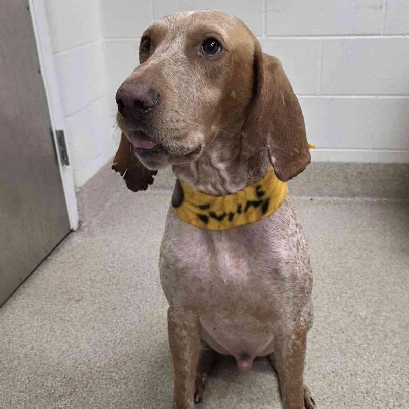 An adult large-sized male Coonhound dog named Valentino for adoption in Gloucester, VA
