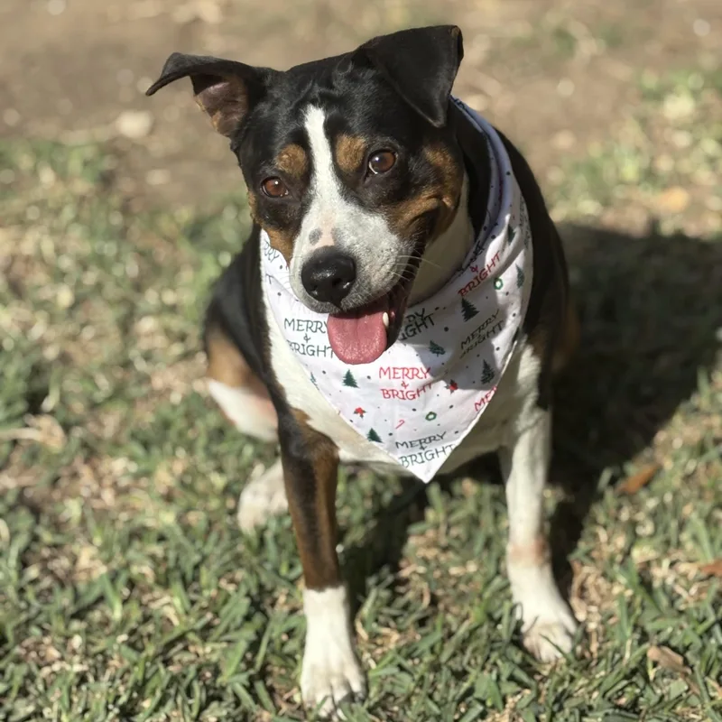 Toosie Gs thumbnail 2