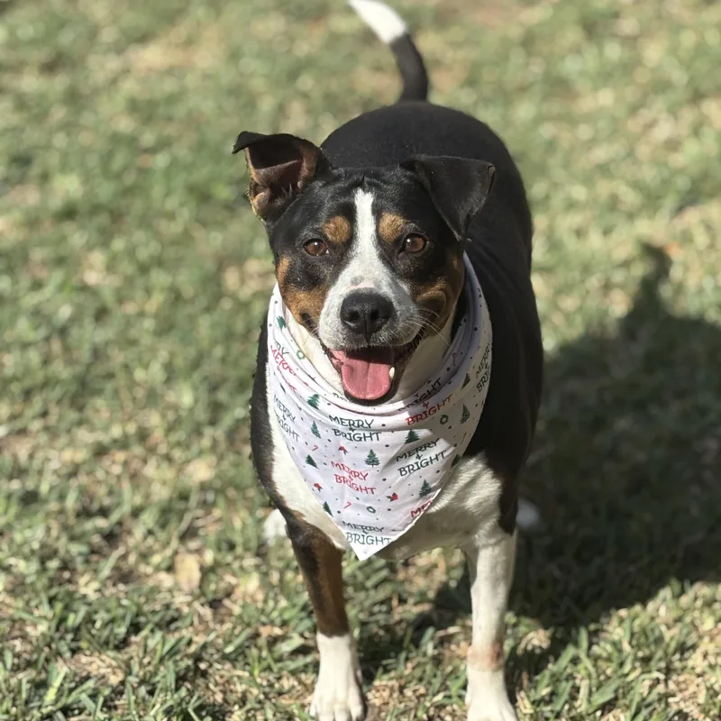 Toosie Gs thumbnail 3