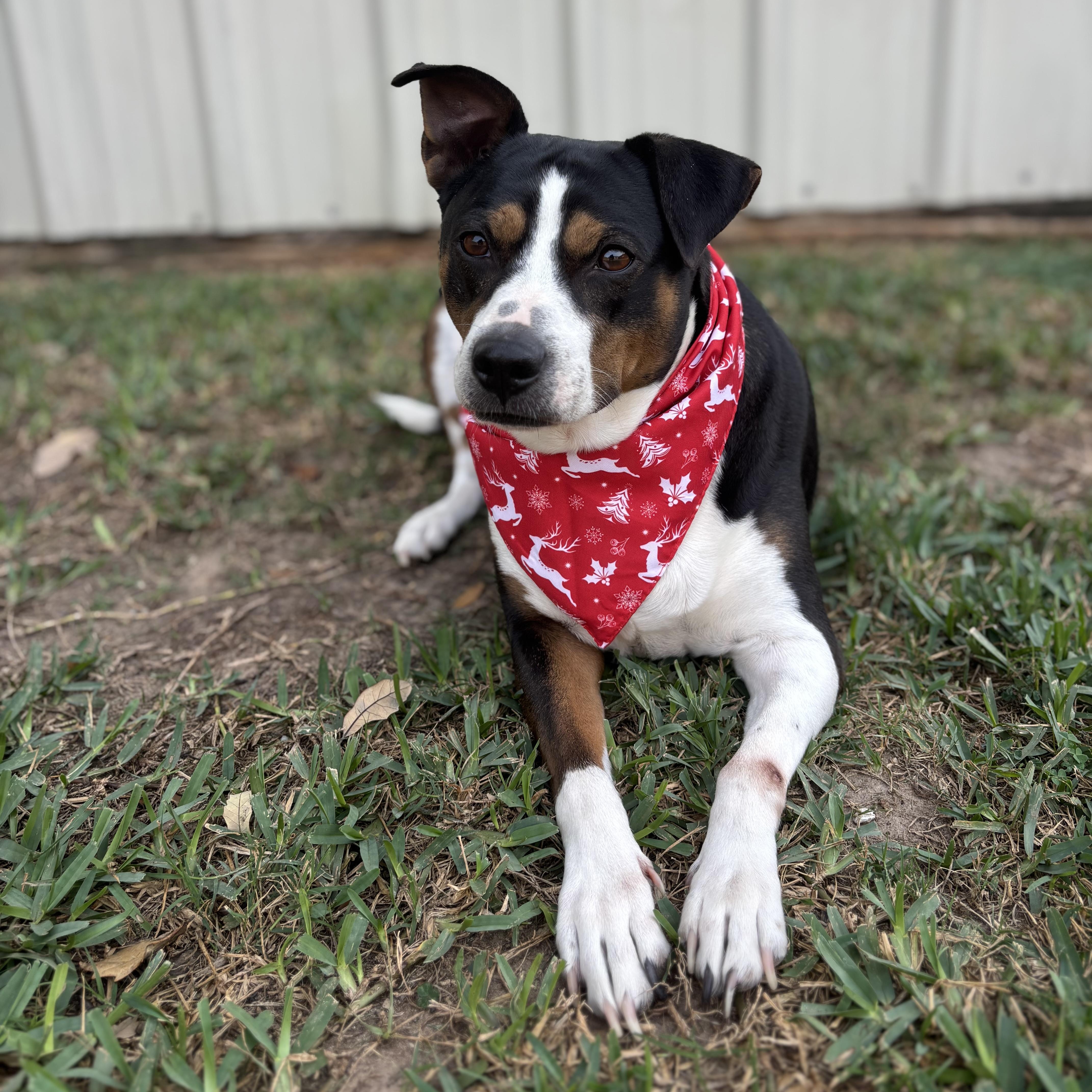 Toosie Gs thumbnail 5