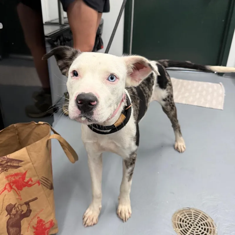 An adult medium-sized female White / Cream Catahoula Leopard Dog dog named Booyah for adoption in Carencro, LA