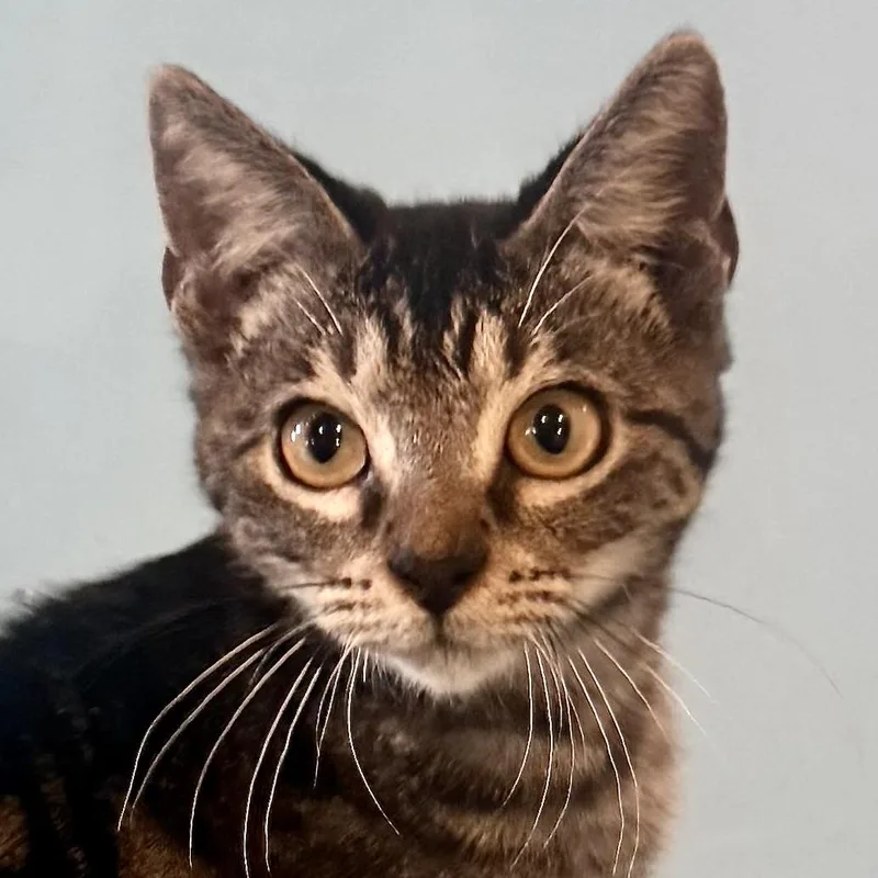 A baby medium-sized male Tabby (Leopard / Spotted) Bengal cat named Jeff for adoption in Liverpool, TX