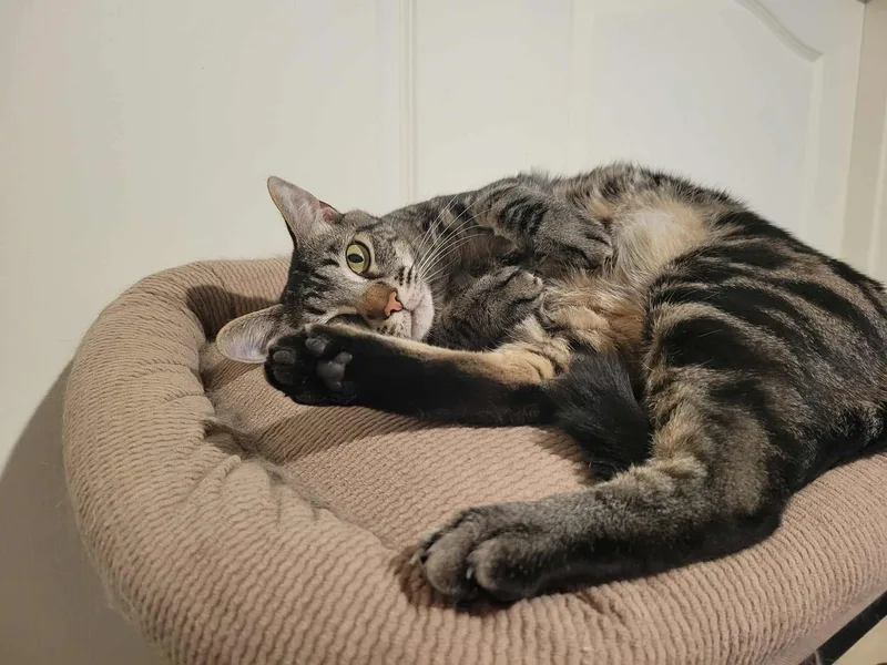 Motomoto thumbnail 3