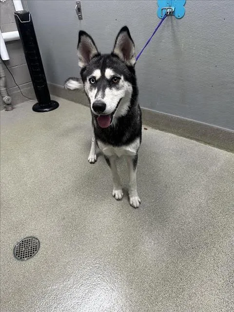 A young large-sized female Siberian Husky dog named Luna for adoption in Las Vegas, NV