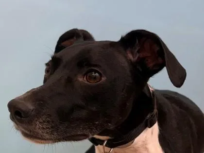 An adult small-sized male German Shorthaired Pointer dog named Dyna for adoption in Woodbury, MN