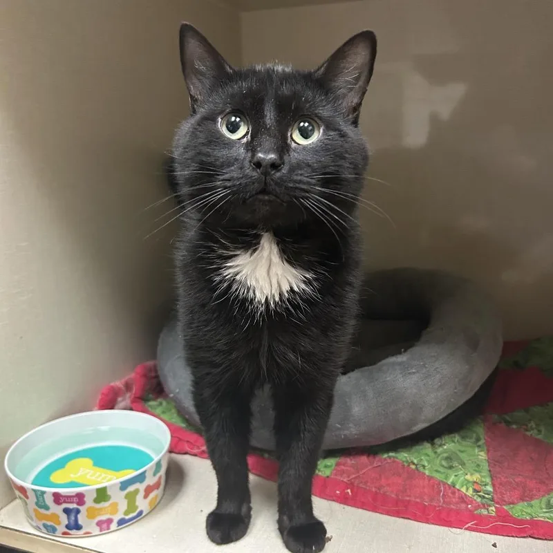 An adult medium-sized male Black Domestic Short Hair cat named Walter for adoption in Conway, NH