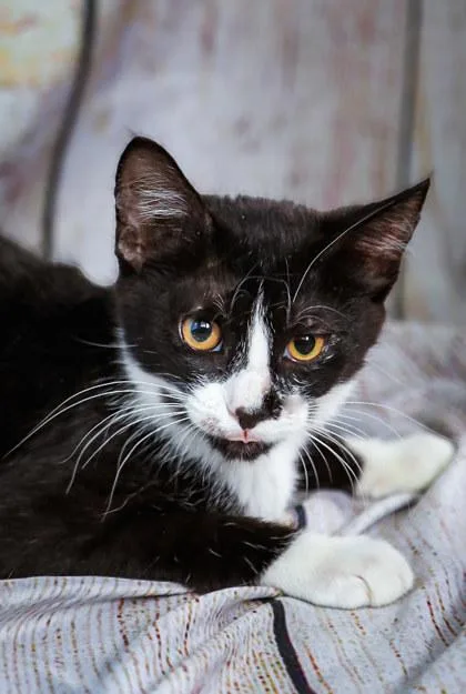 A baby small-sized male Domestic Short Hair cat named Mittens for adoption in Dothan, AL