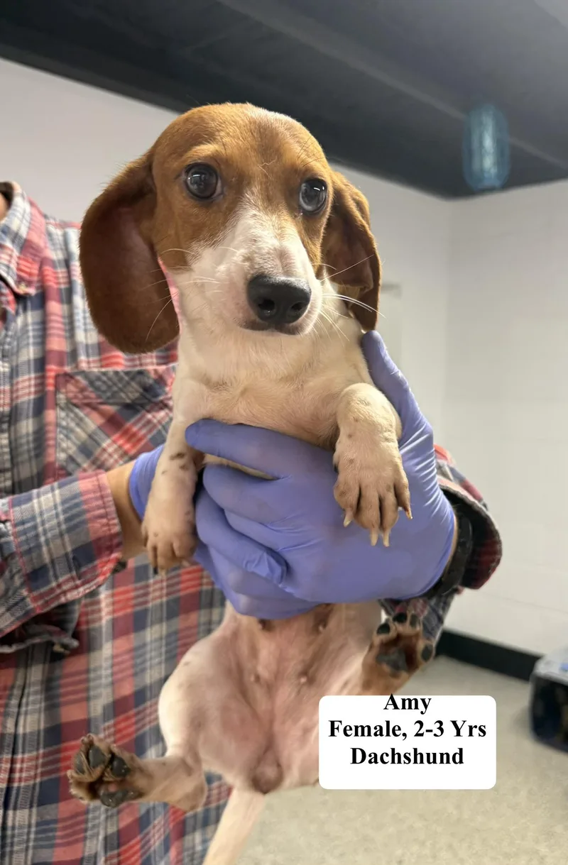A young small-sized female Yellow / Tan / Blond / Fawn Dachshund dog named Amy for adoption in Blue Springs, MO