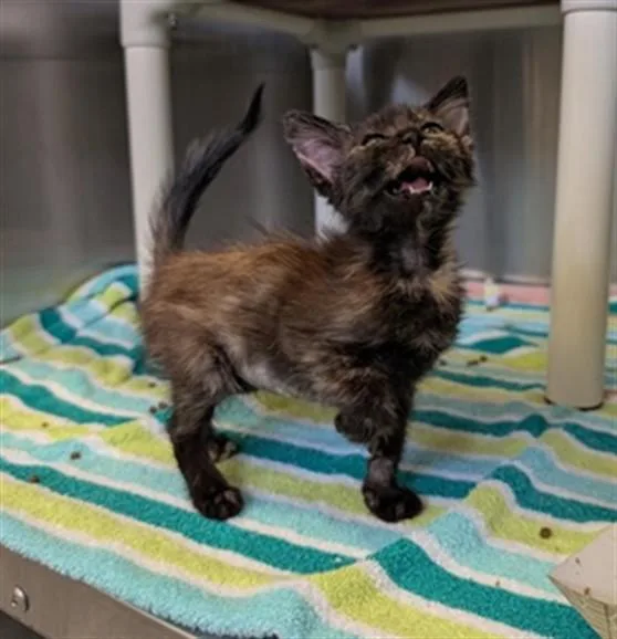A baby medium-sized female Domestic Short Hair cat named Penelope for adoption in Camarillo, CA