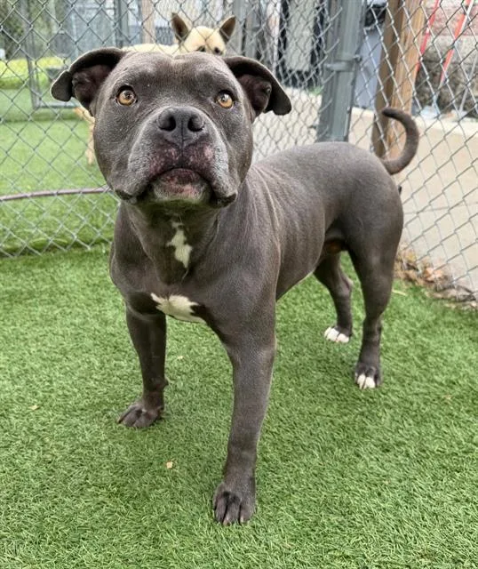 An adult medium-sized male Mixed Breed dog named Harvey for adoption in Columbia, SC