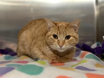 An adult small-sized female Domestic Short Hair cat named Elegance for adoption in Golden Valley, MN
