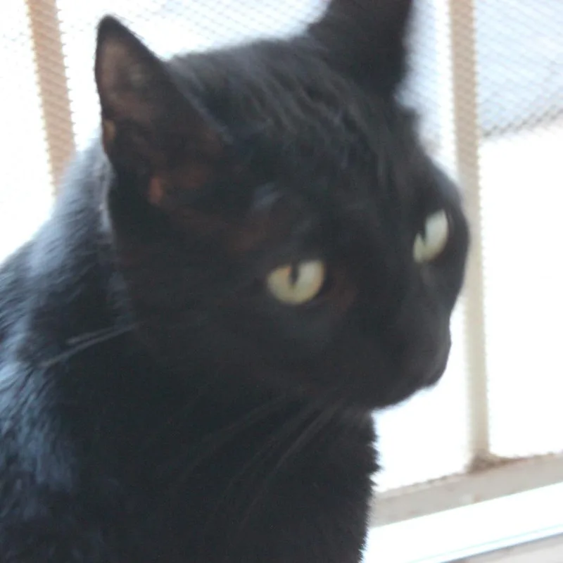 An adult small-sized female Black Domestic Short Hair cat named Tiara for adoption in Los Angeles, CA