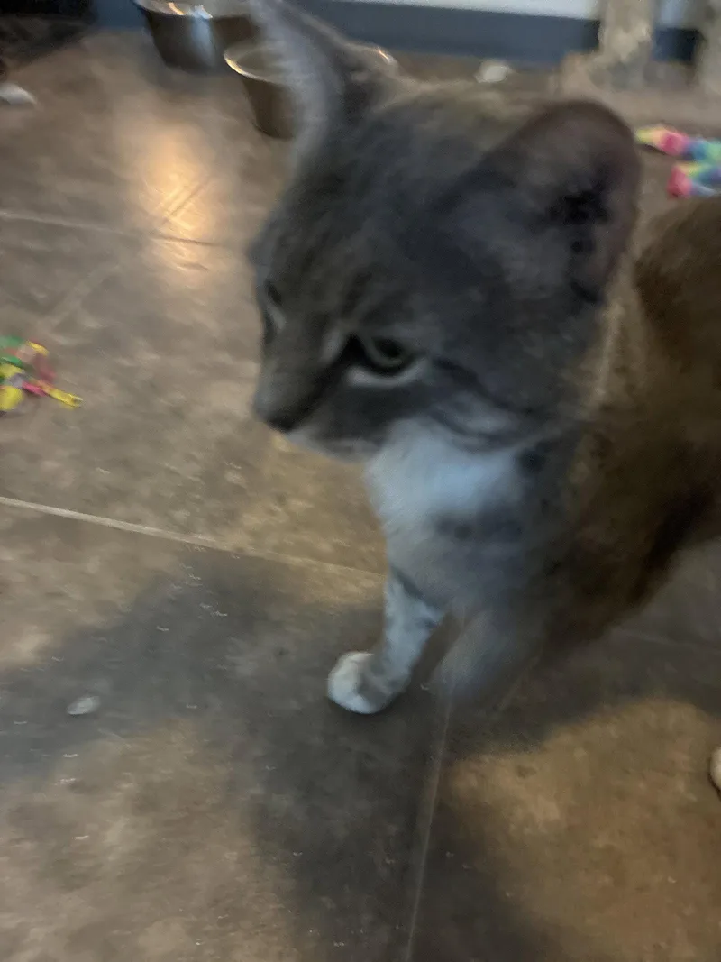 A young medium-sized male Gray / Blue / Silver Domestic Short Hair cat named PalSoldier for adoption in Glendale, AZ