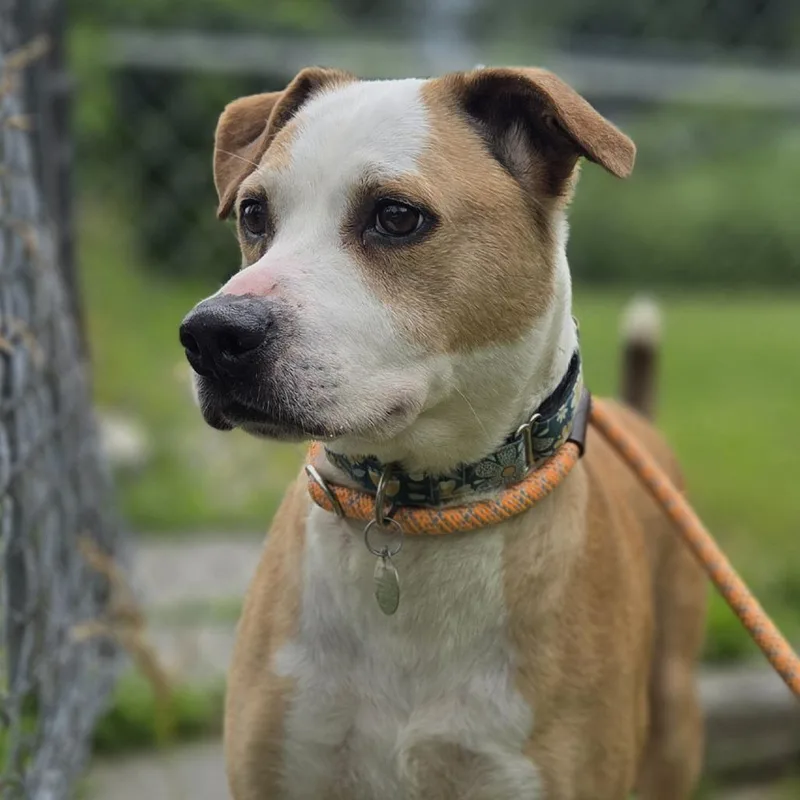 A senior large-sized male Yellow / Tan / Blond / Fawn Mixed Breed dog named Tanner for adoption in Pittsford, VT