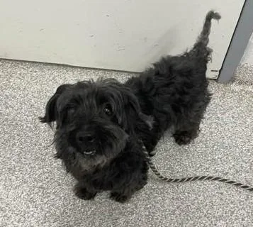 An adult small-sized male Terrier dog named Midnight for adoption in Severn, MD