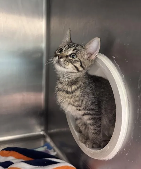 A baby small-sized male Domestic Short Hair cat named Strawberry Frosted for adoption in Santa Rosa, CA
