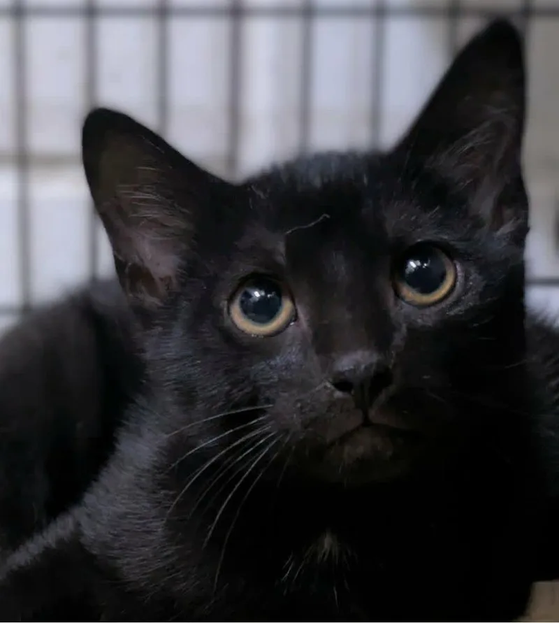 A baby medium-sized male Black Domestic Short Hair cat named Palmer for adoption in Ozark, AL