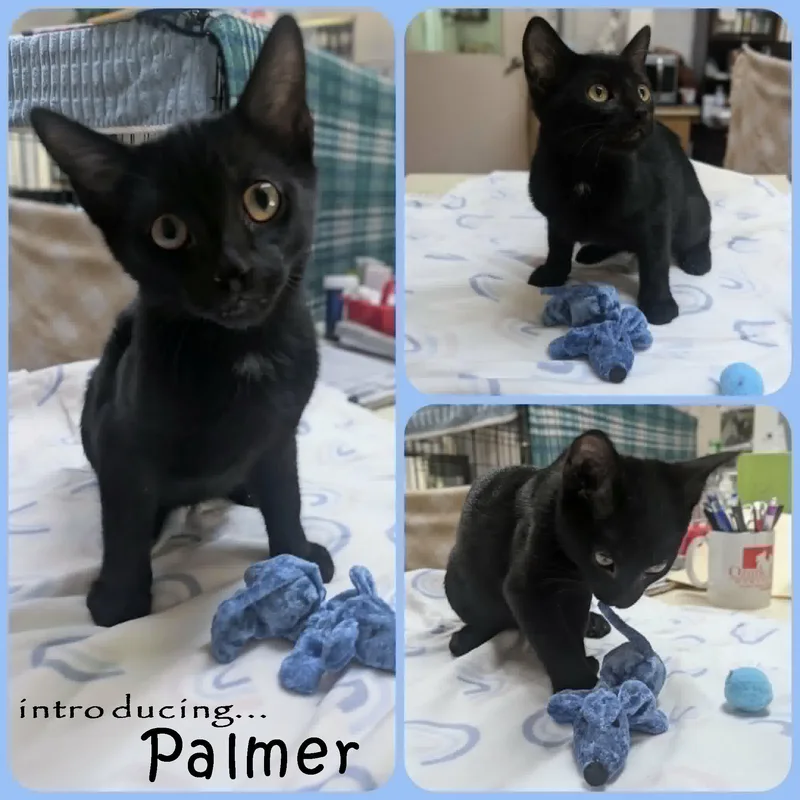 Palmer thumbnail 3