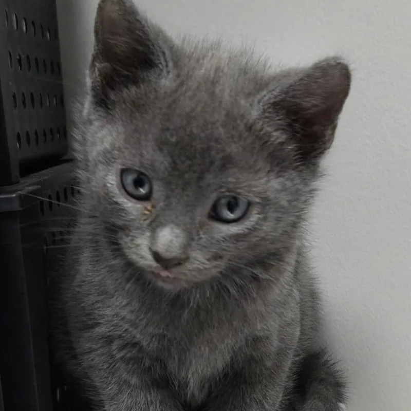 A baby medium-sized male Gray / Blue / Silver Domestic Short Hair cat named Homer for adoption in SNOW HILL, NC