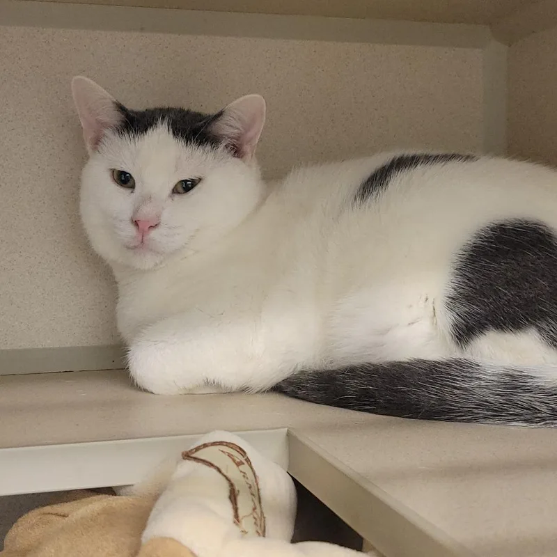 A young large-sized male White Domestic Short Hair cat named Ketchup for adoption in Wheeling, IL