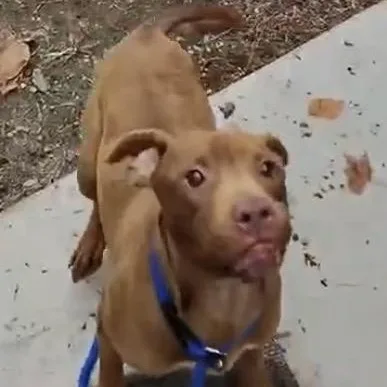 Russet  Beautiful Rednose