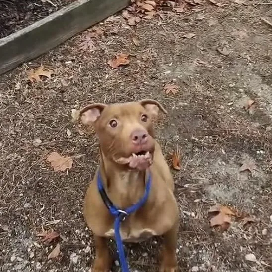 Russet  Beautiful Rednose thumbnail 2