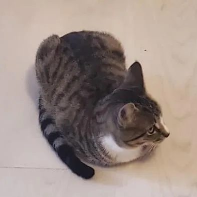 Ollie thumbnail 2