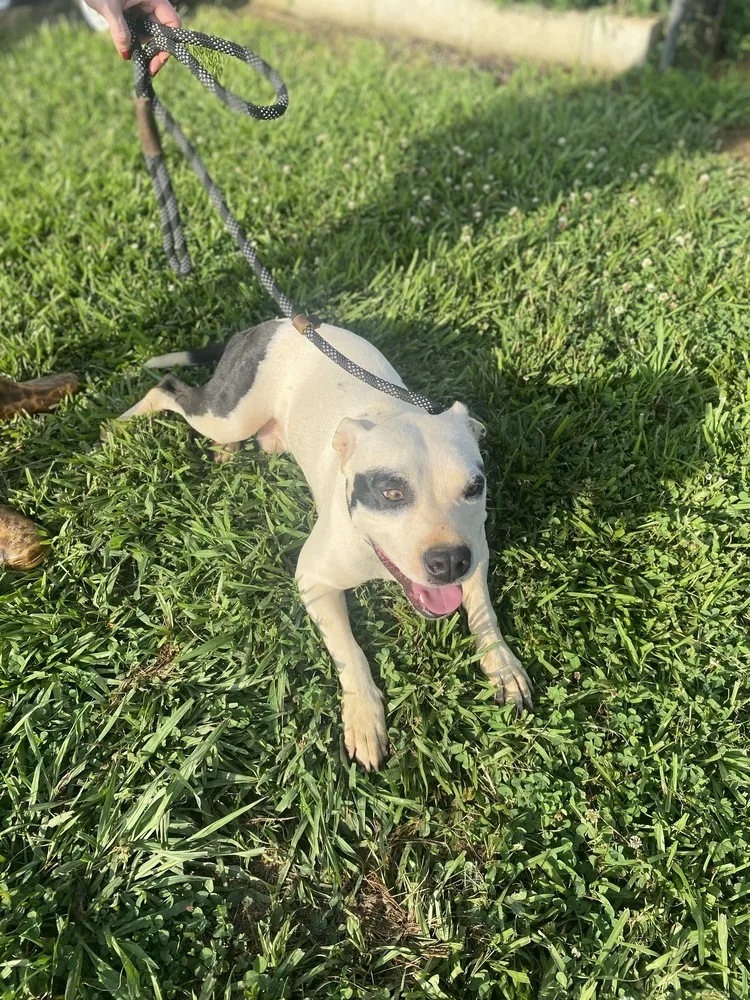 A young medium-sized male Tricolor (Brown, Black, & White) American Bulldog dog named Jesse for adoption in Pontotoc, MS